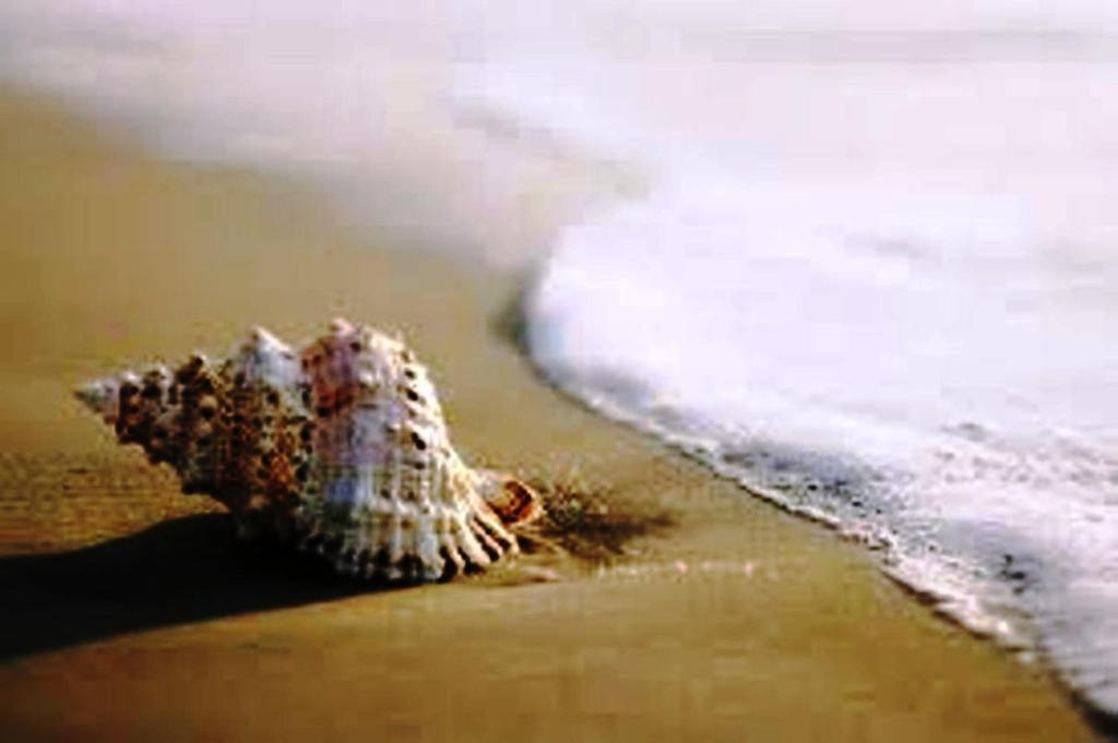 Zani Cervia
